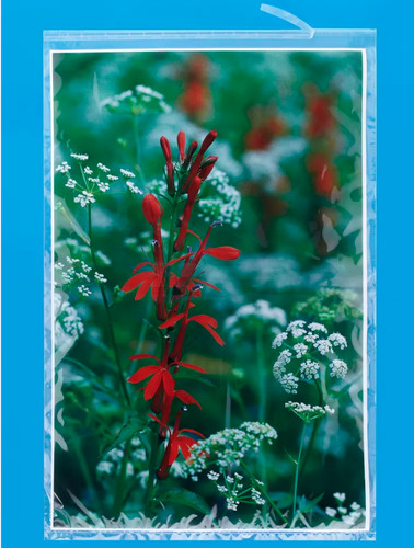 Poster trasparente