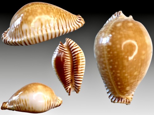 Cypraea guttata azumai china - azumai,,