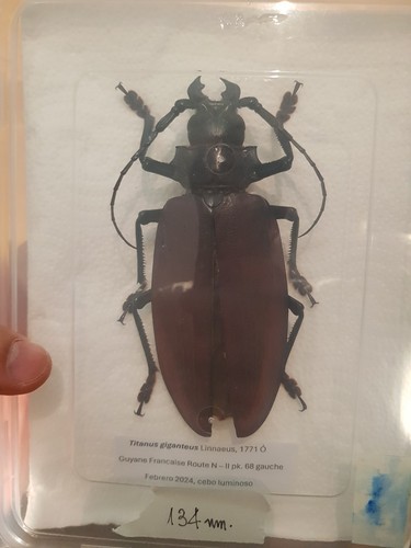 Big titanus giganteus - big!!!,