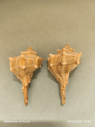 Conchiglie bolinus brandaris - 2,