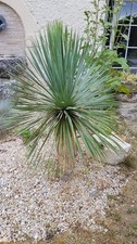 Yucca rostrata / Godet