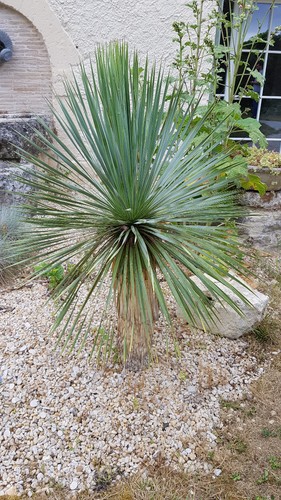 Yucca rostrata godet - /,