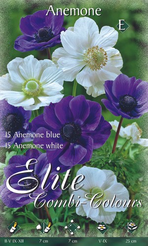 Offerta bulbi anemone - offerta,