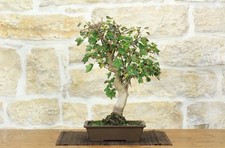 Bonsai di Acero Tridente (31)