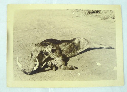 Foto fotografia guerra - fotografia,