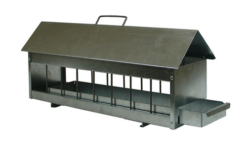 Giovani galline trogolo - giovani,