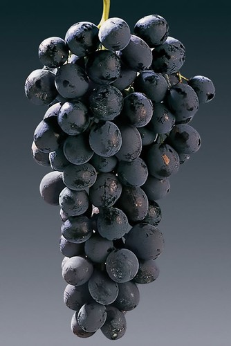 Uva michele palieri - palieri, pianta