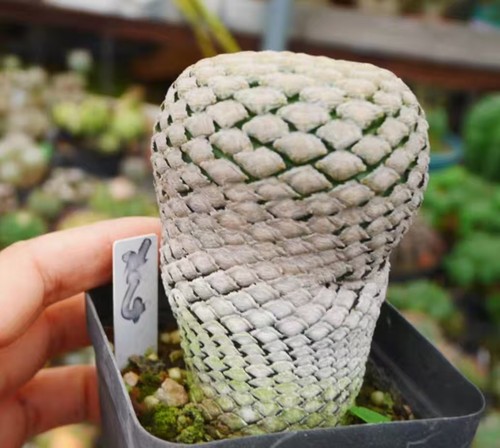 Sale rare cacti euphorbia - rare,