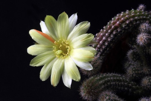 Chamaecereus ibrido