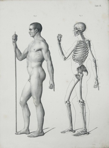 Medizin anatomia medicine - medizin,