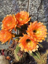 trichocereus-Kurt Huber Echinopsis