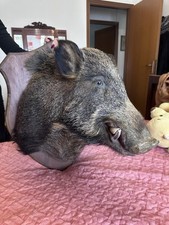 Testa Di Cinghiale