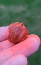 Giddar Singhi Jackal Horn