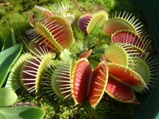 Semi pianta carnivora - carnivora, dionea