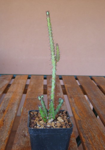 Euphorbia saxorum r o - , p.r.o