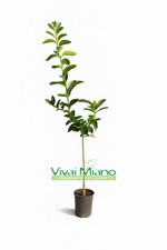 Pianta di Lime - Immagine