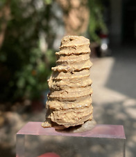 12 Grammi Genere Turritella