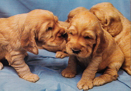 Cartolina cocker spaniel - cartolina,