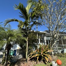 2 Alexander Palm Seedlings