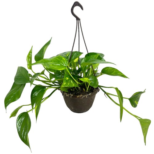 Pianta pothos rampicante - pianta,
