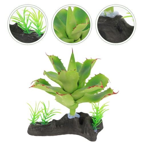 Piante terrario rettili - piante,