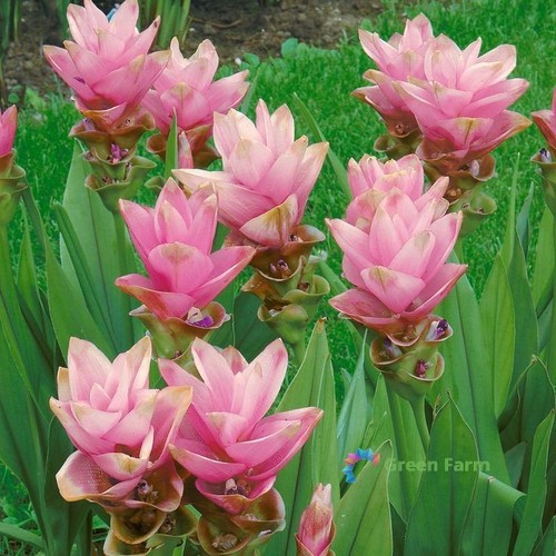Semi curcuma alismatifolia - curcuma,