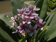 Rara Plumeria Siam