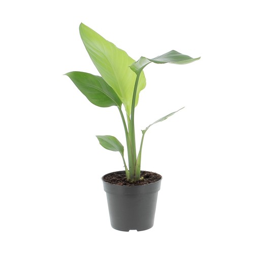 Kentis strelitzia nicolai - strelitzia,