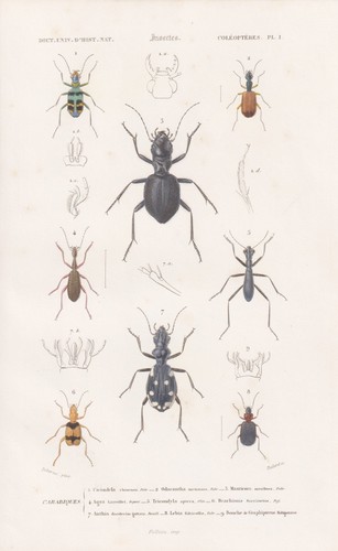 Cicindela chinensis coleotteri - chinensis,