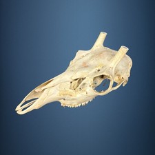 564SKU Teschio di cervo