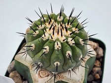 Copiapoa cinerea var columna