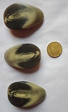 lotto 3 BOTTONI ovali in OSSO -CORNO ° per CAPPOTTO-PELLICCIA*