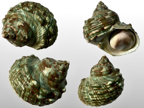 Turbinidae turbo imperialis - turbo,