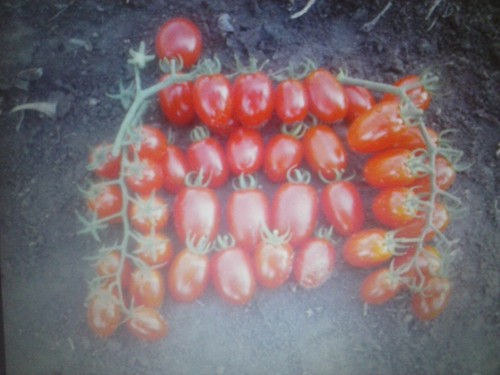 Pomodoro datterino dolce - datterino,,