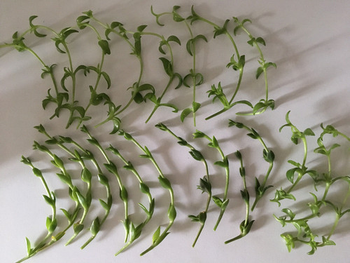 Kanna - , (sceletium