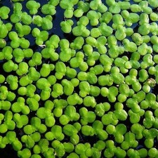 Lemma Minor (lenticchie
