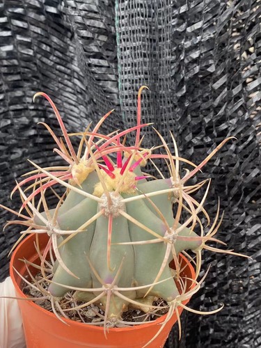 Ferocactus gracilis coloratus