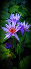 Bulbo ninfea tropicale - di,