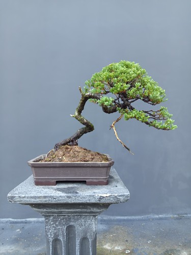 Bonsai juniperus sarganti - di,