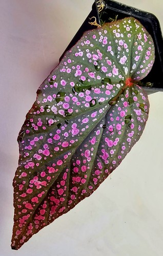 Begonia red linda mutazione - red,