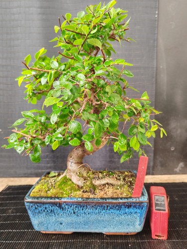 Bonsai olmo cinese 34 cm - bonsai,