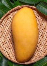 PIANTA DI MANGIFERA INDICA MANGO ATAULFO, H 140CM FOTO REALI