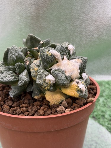 Ariocarpus hintonii variegated - ariocarpus,