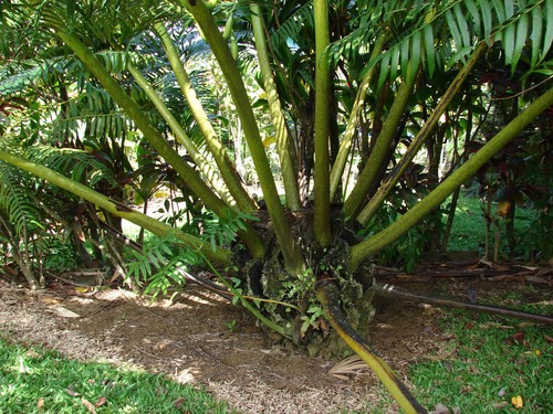 Bulbo gigante angiopteris - gigante,