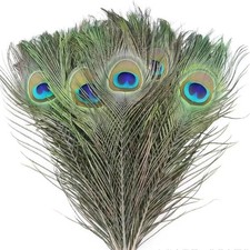 20 piume di pavone naturali