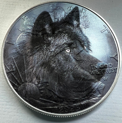 Black wolf american - black,