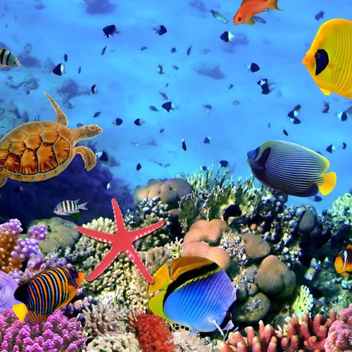 Acquario ornamento stelle - ornamento, di