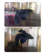 Betta Splendens Veiltail