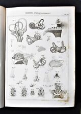 Stampa antica nomenclatura - Medicina Anatomia Umana Fisiologia - Splancnologia