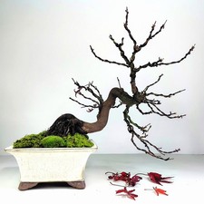 BONSAI ACERO Giapponese Acer
